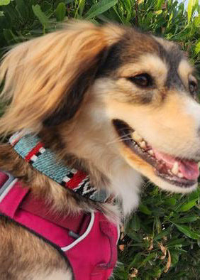 Dog Collar