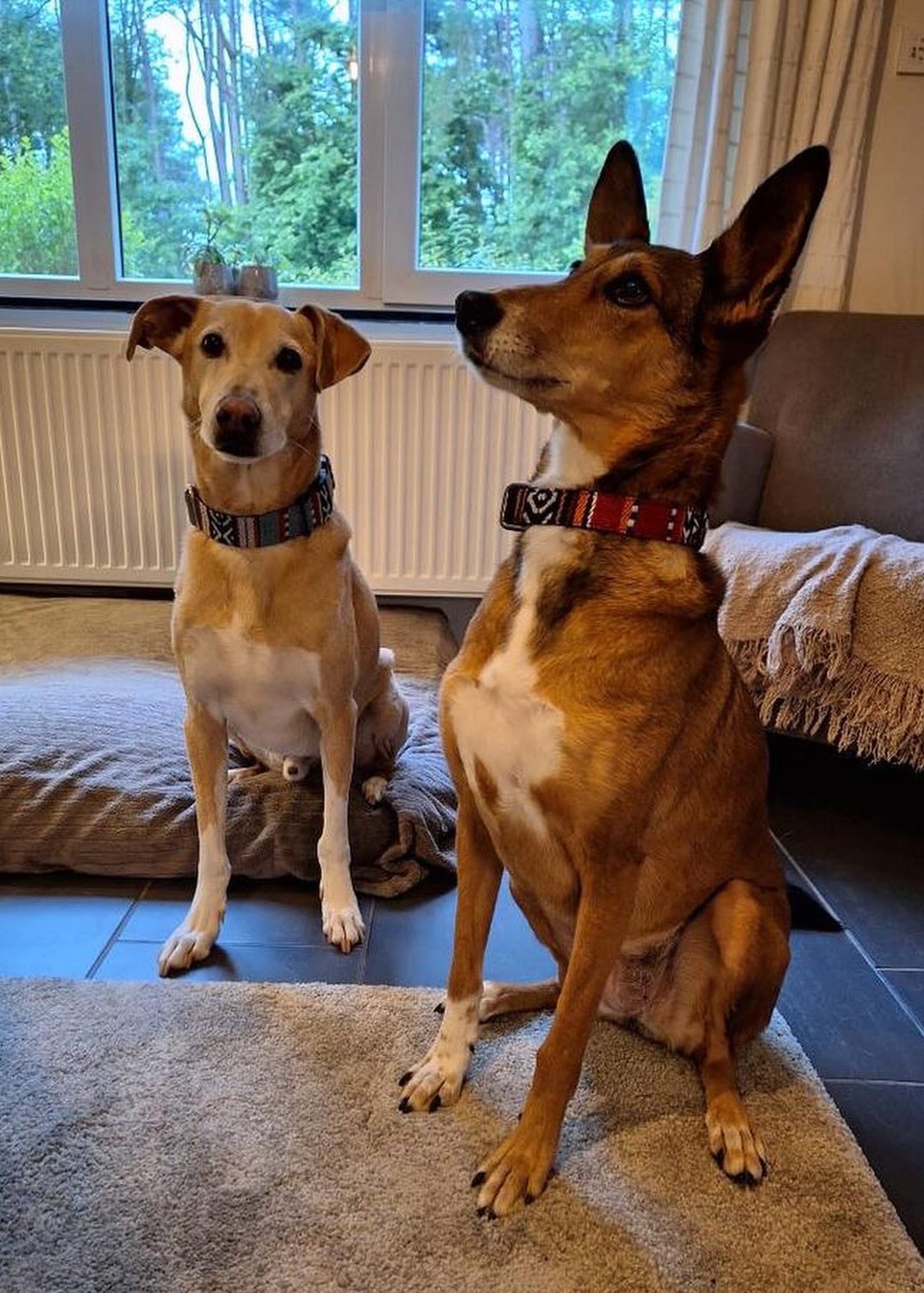 Dog Collar