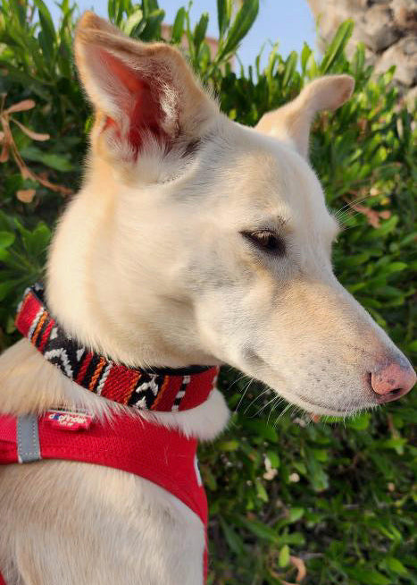 Dog Collar