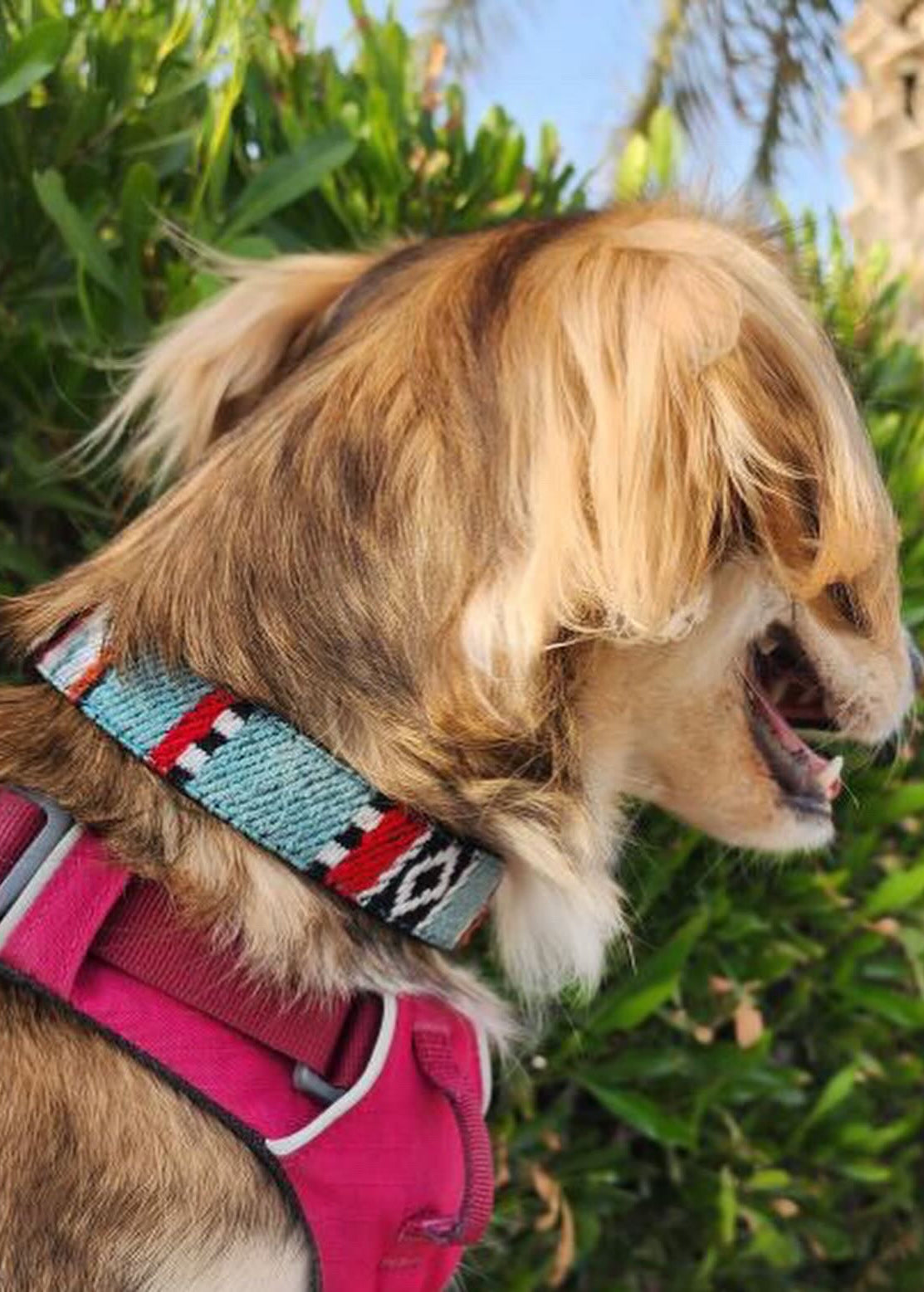 Dog Collar