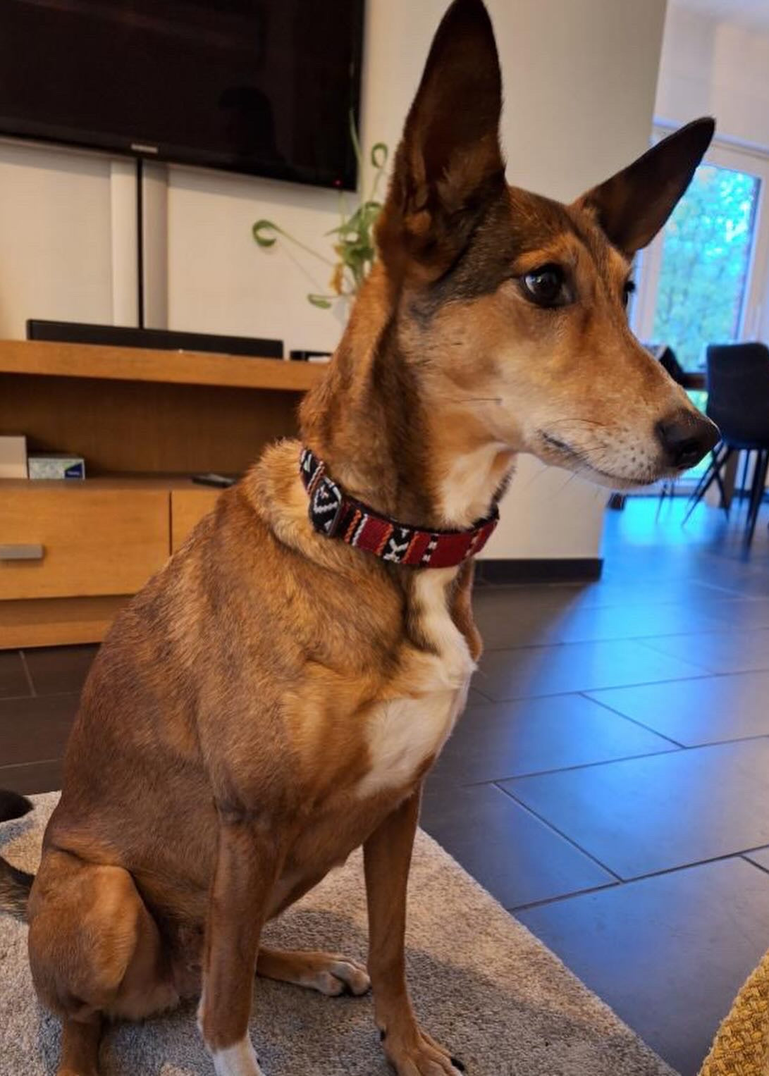 Dog Collar