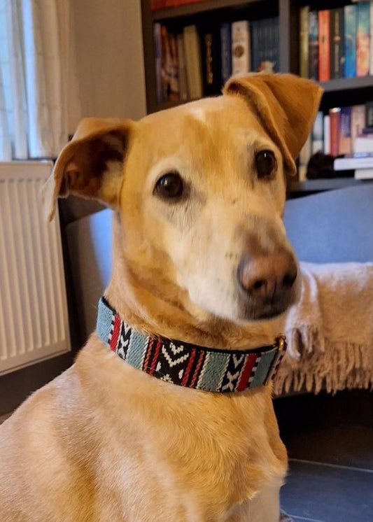 Dog Collar